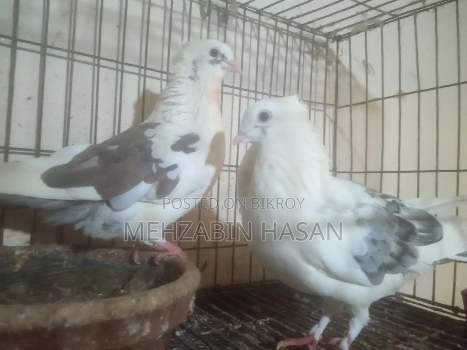 Adult Pigeons for Sale