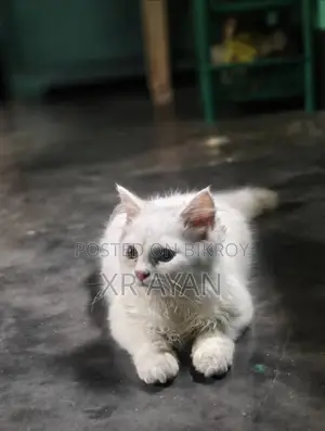 পারশিয়ান বিড়াল