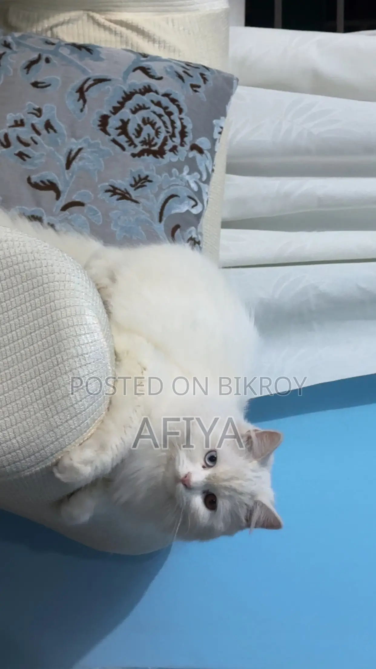 1+ Year Female Purebred Persian