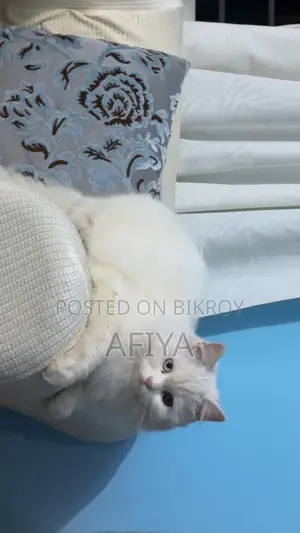 1+ Year Female Purebred Persian