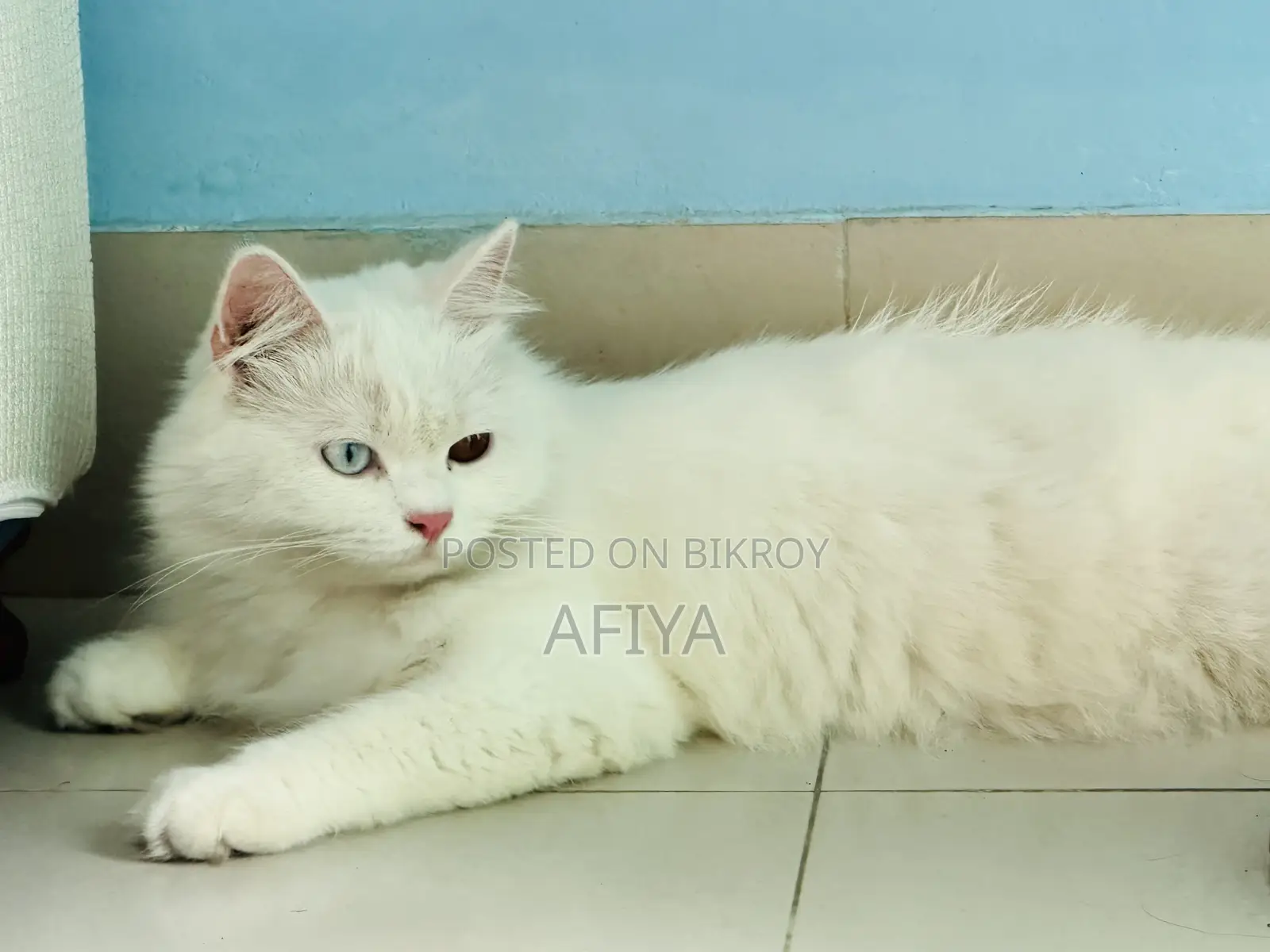 1+ Year Female Purebred Persian