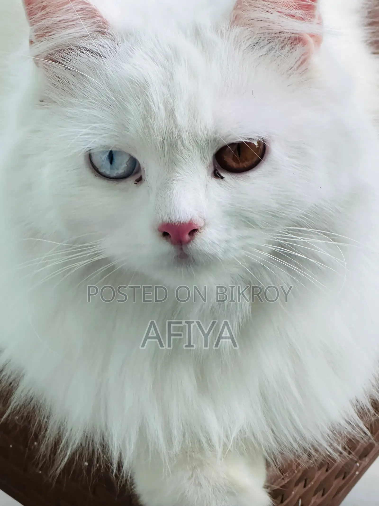 1+ Year Female Purebred Persian