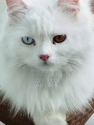 1+ Year Female Purebred Persian