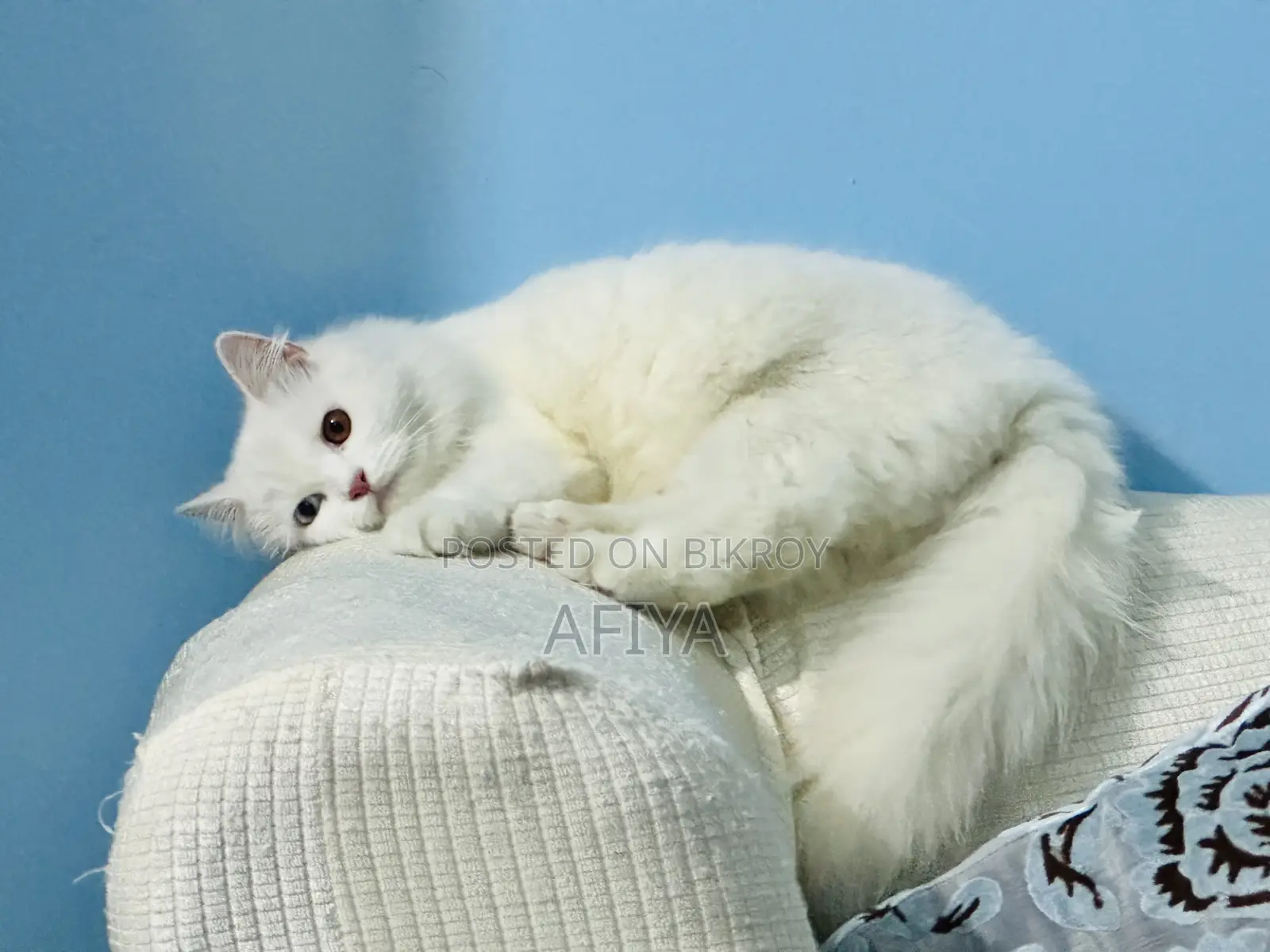 1+ Year Female Purebred Persian