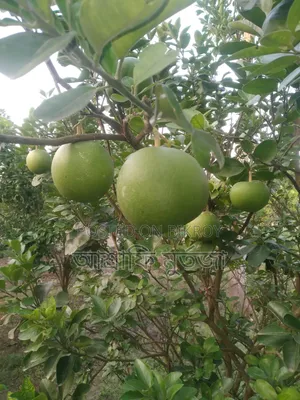 Thai Pomelo for Sale