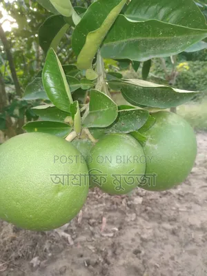 Thai Pomelo for Sale