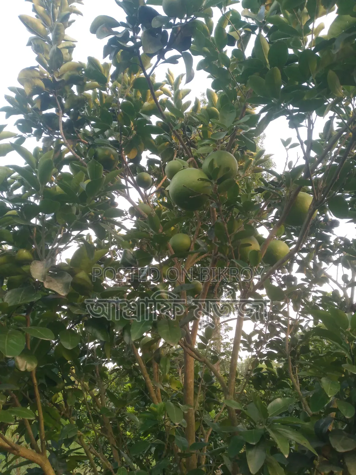 Thai Pomelo for Sale