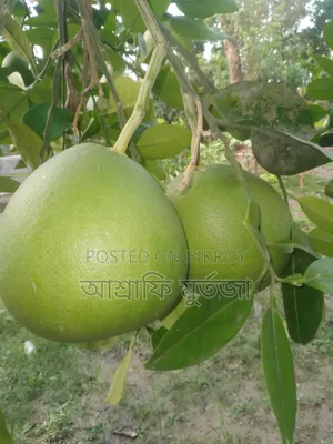 Thai Pomelo for Sale