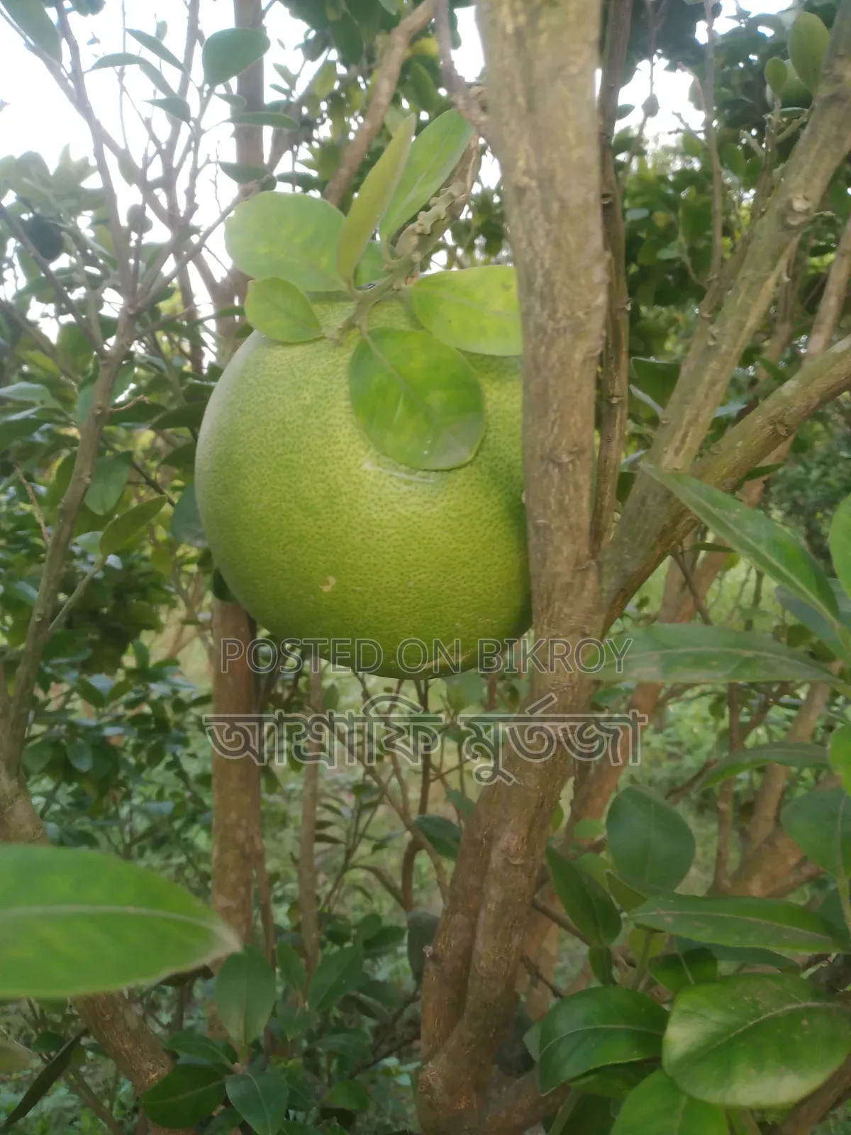 Thai Pomelo for Sale