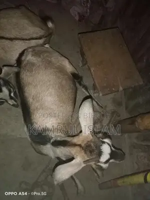 Local Pregnant Goat