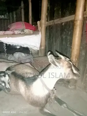 Local Pregnant Goat