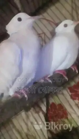 একজোড়া বাজরিকা রানিং গুগু খোপা আছে, বিক্রি করা হবে।