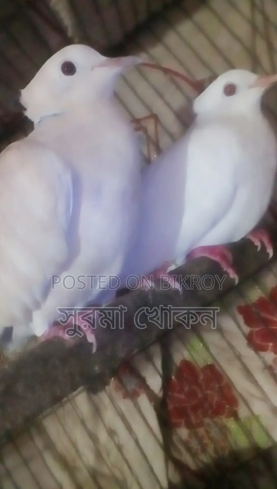 একজোড়া বাজরিকা রানিং গুগু খোপা আছে, বিক্রি করা হবে।