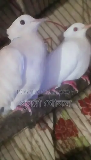 একজোড়া বাজরিকা রানিং গুগু খোপা আছে, বিক্রি করা হবে।