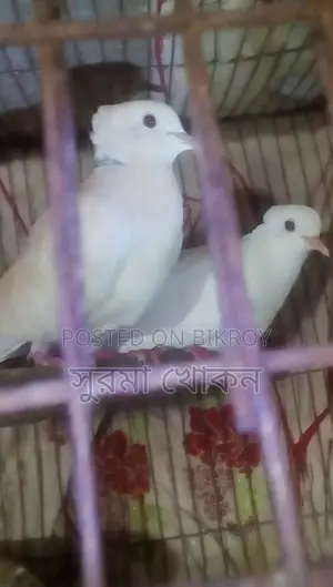 একজোড়া বাজরিকা রানিং গুগু খোপা আছে, বিক্রি করা হবে।