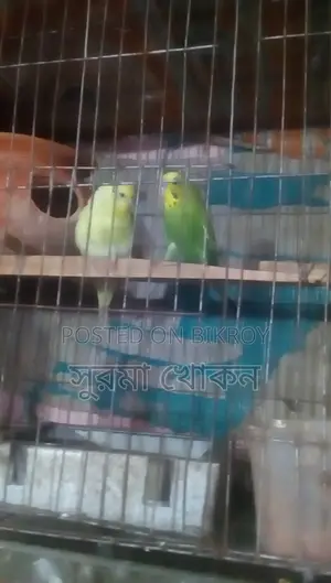 একজোড়া বাজরিকা রানিং গুগু খোপা আছে, বিক্রি করা হবে।