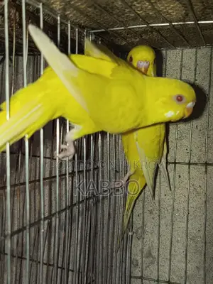 Lutino Red Eye