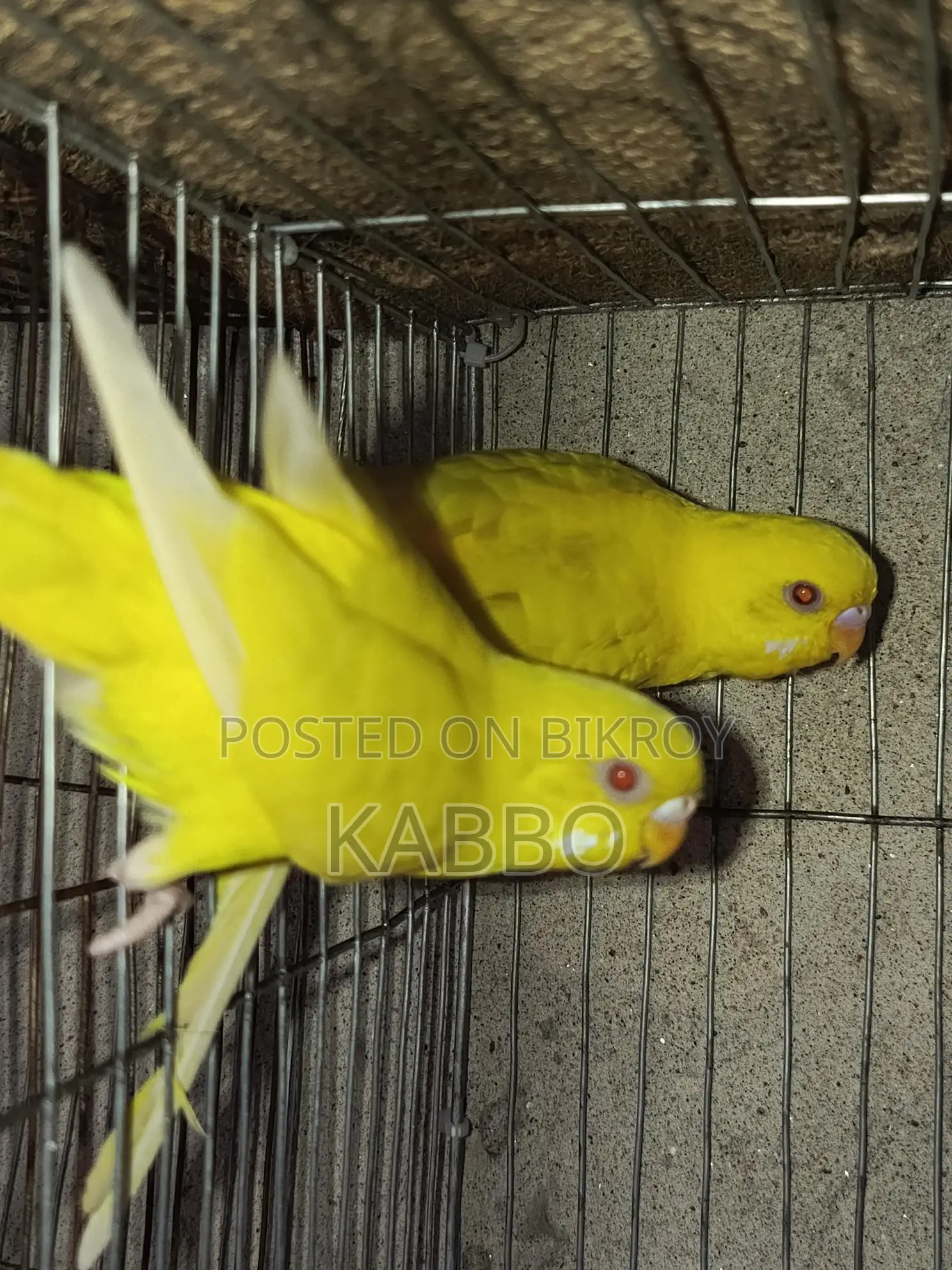 Lutino Red Eye