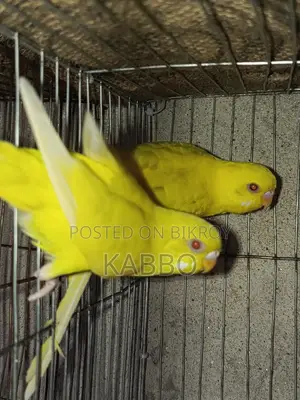 Lutino Red Eye