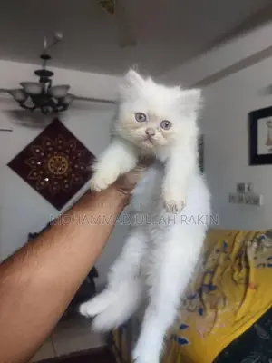 Beautiful Persian Cat