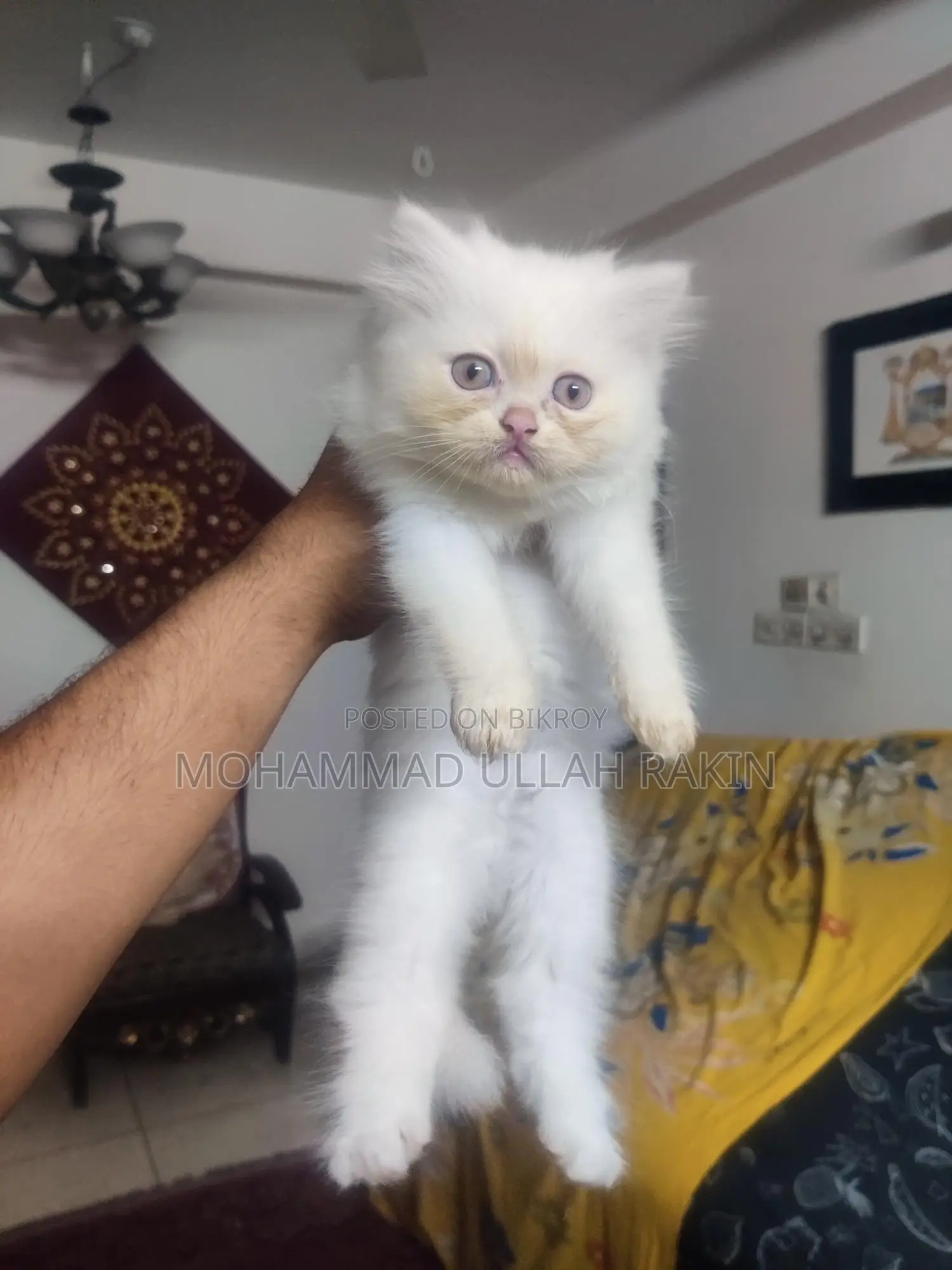 Beautiful Persian Cat