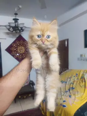 Beautiful Persian Cat