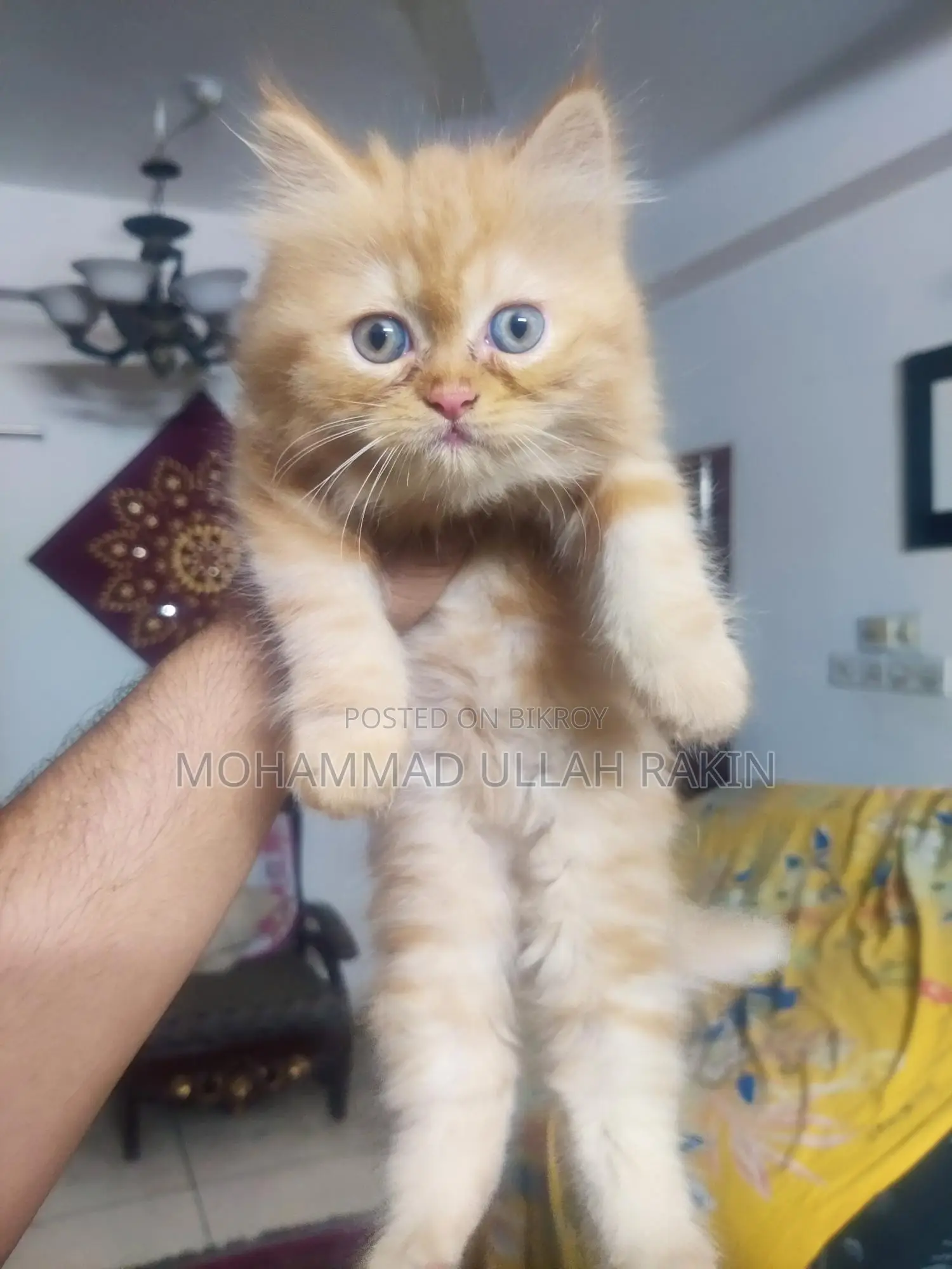 Beautiful Persian Cat