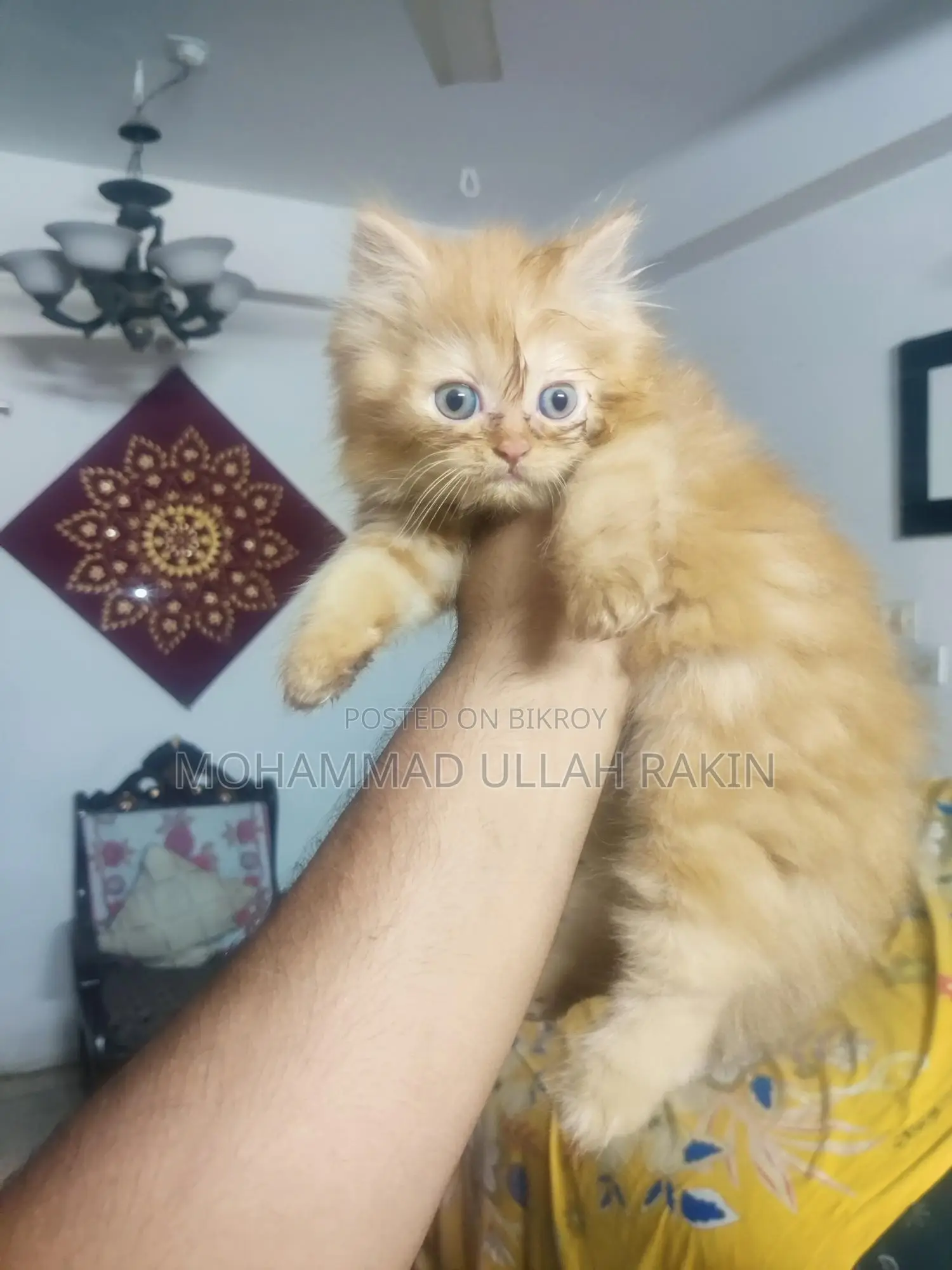 Beautiful Persian Cat