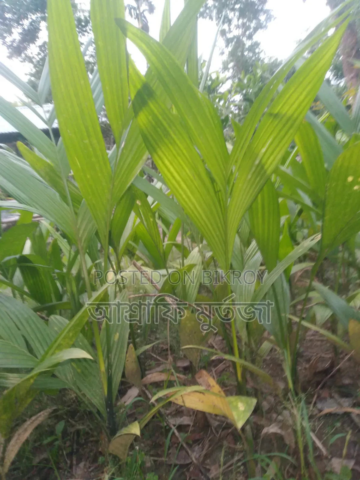 Betel Nut Saplings for Sale
