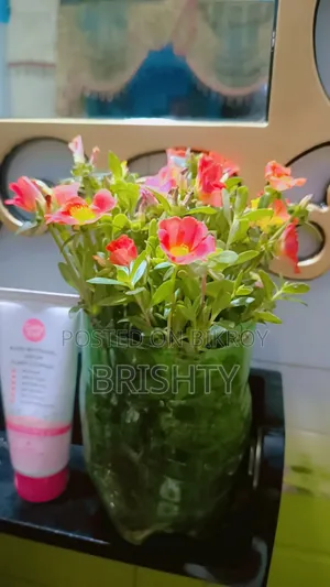 Plants for Sale