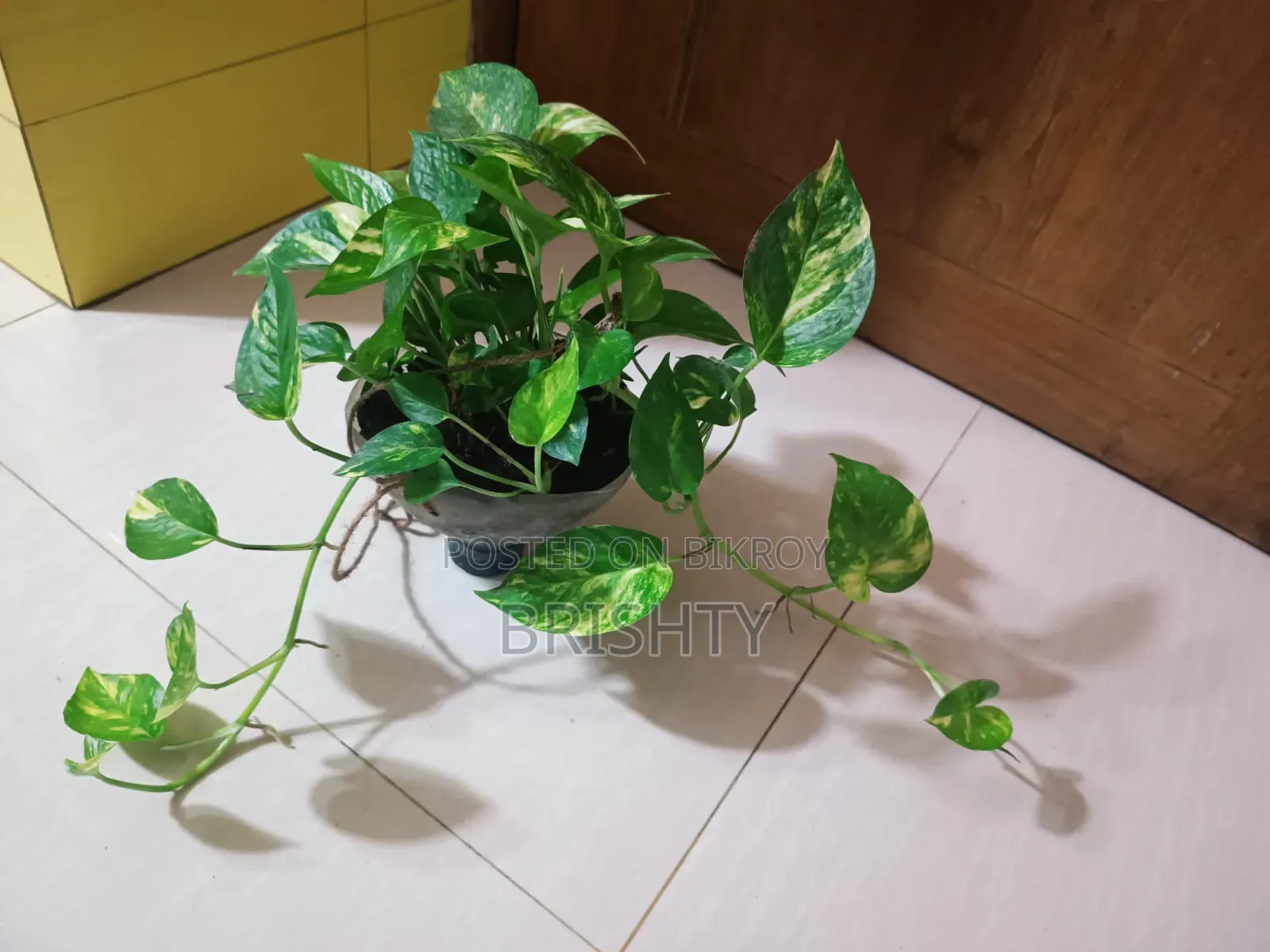 Plants for Sale
