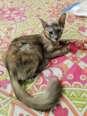 1-3 Months Male Purebred Persian