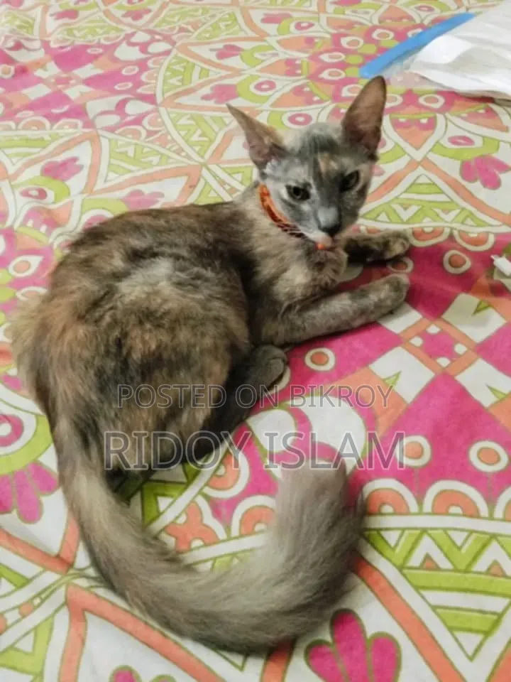1-3 Months Male Purebred Persian