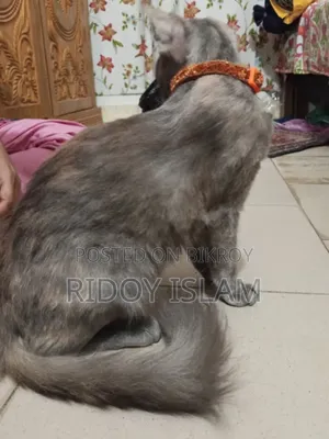 1-3 Months Male Purebred Persian