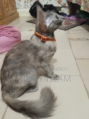 1-3 Months Male Purebred Persian