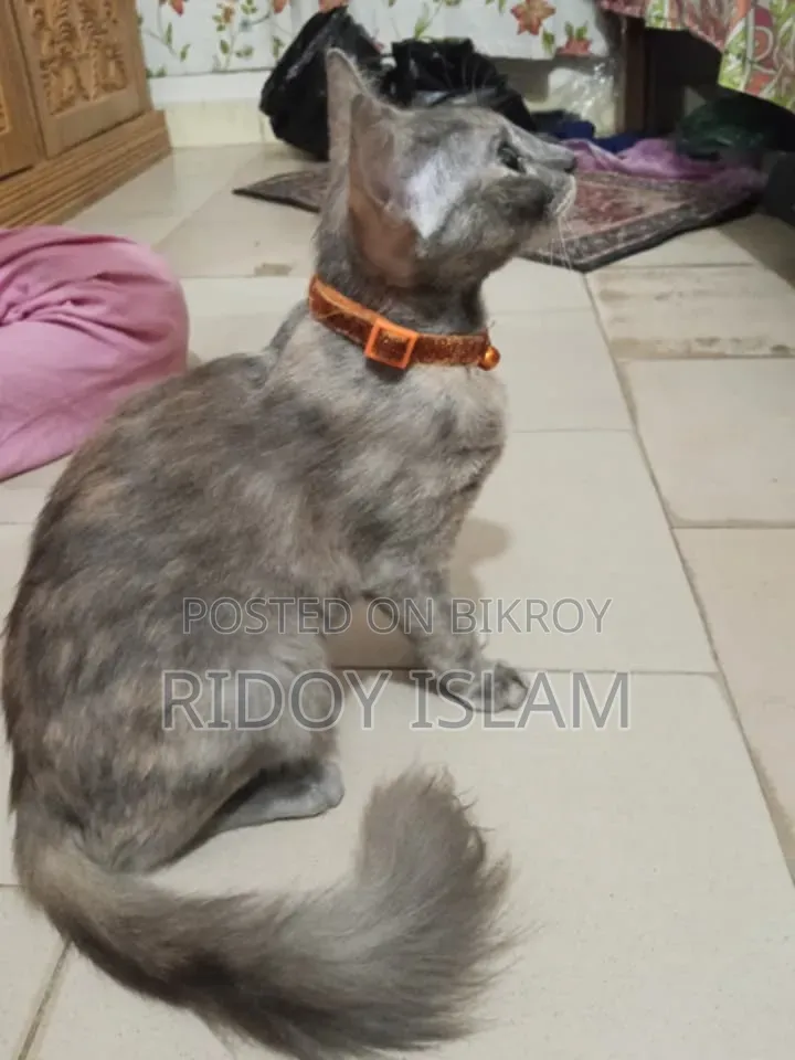 1-3 Months Male Purebred Persian