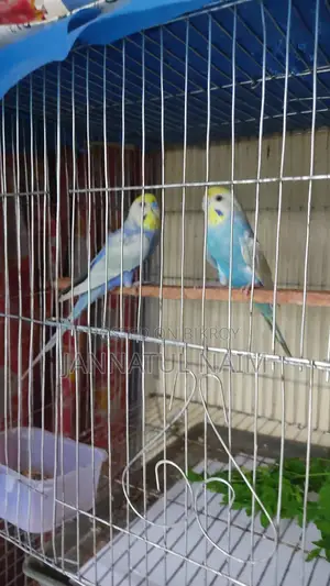 Budgerigar Master Pair