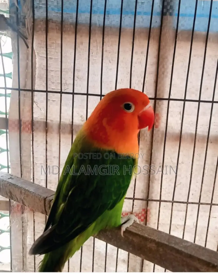 Running Love Bird Male Needed