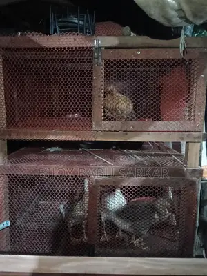খাচা বিক্রি হবে।