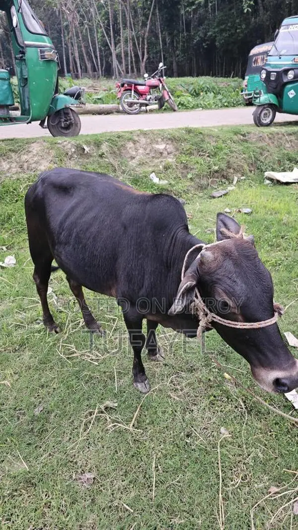 কালো ডেকা cow