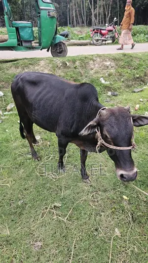 কালো ডেকা cow