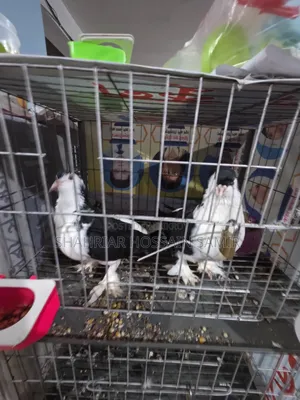5 Pairs of Pigeons with Eggs and Chicks for Sale in Savar