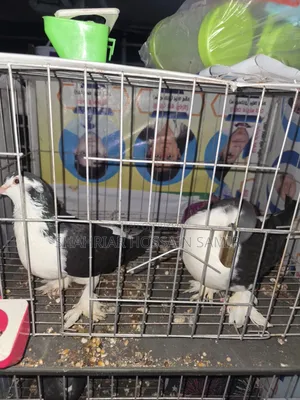 5 Pairs of Pigeons with Eggs and Chicks for Sale in Savar