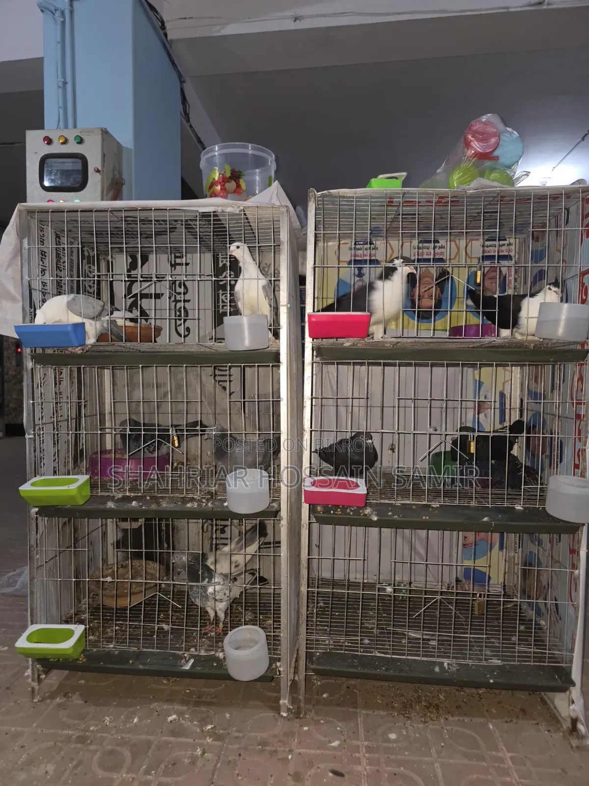 5 Pairs of Pigeons with Eggs and Chicks for Sale in Savar