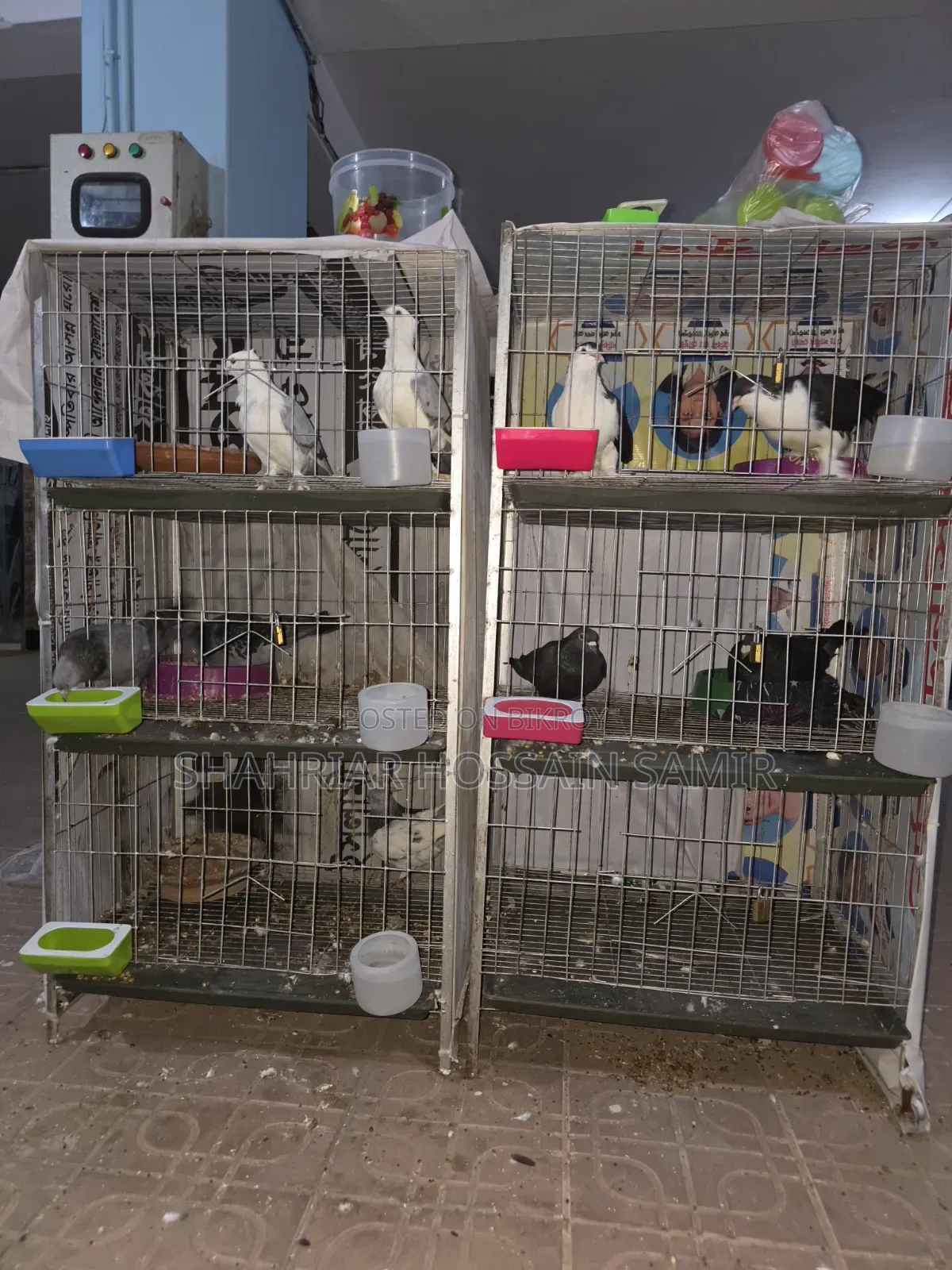 5 Pairs of Pigeons with Eggs and Chicks for Sale in Savar