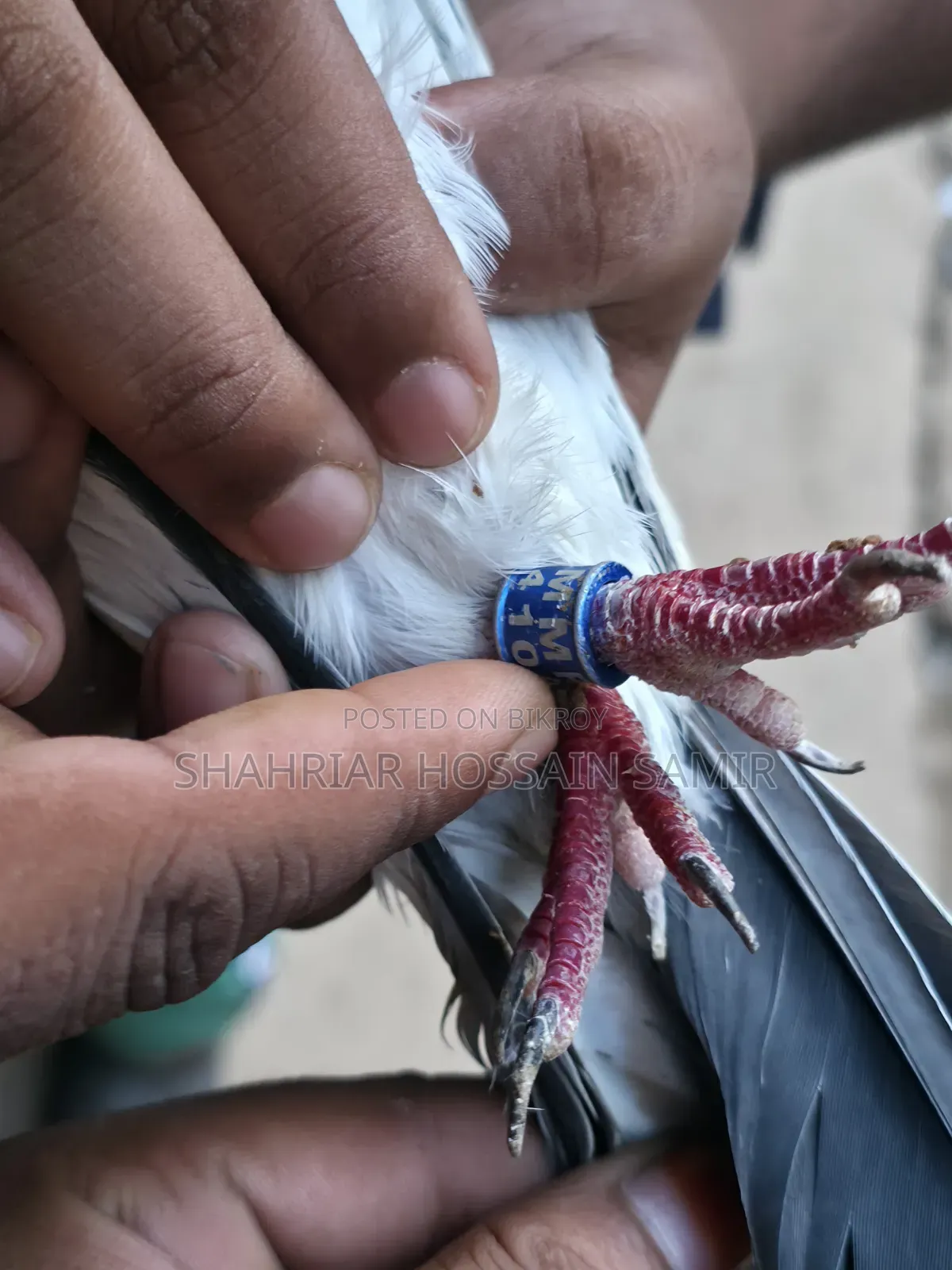 5 Pairs of Pigeons with Eggs and Chicks for Sale in Savar