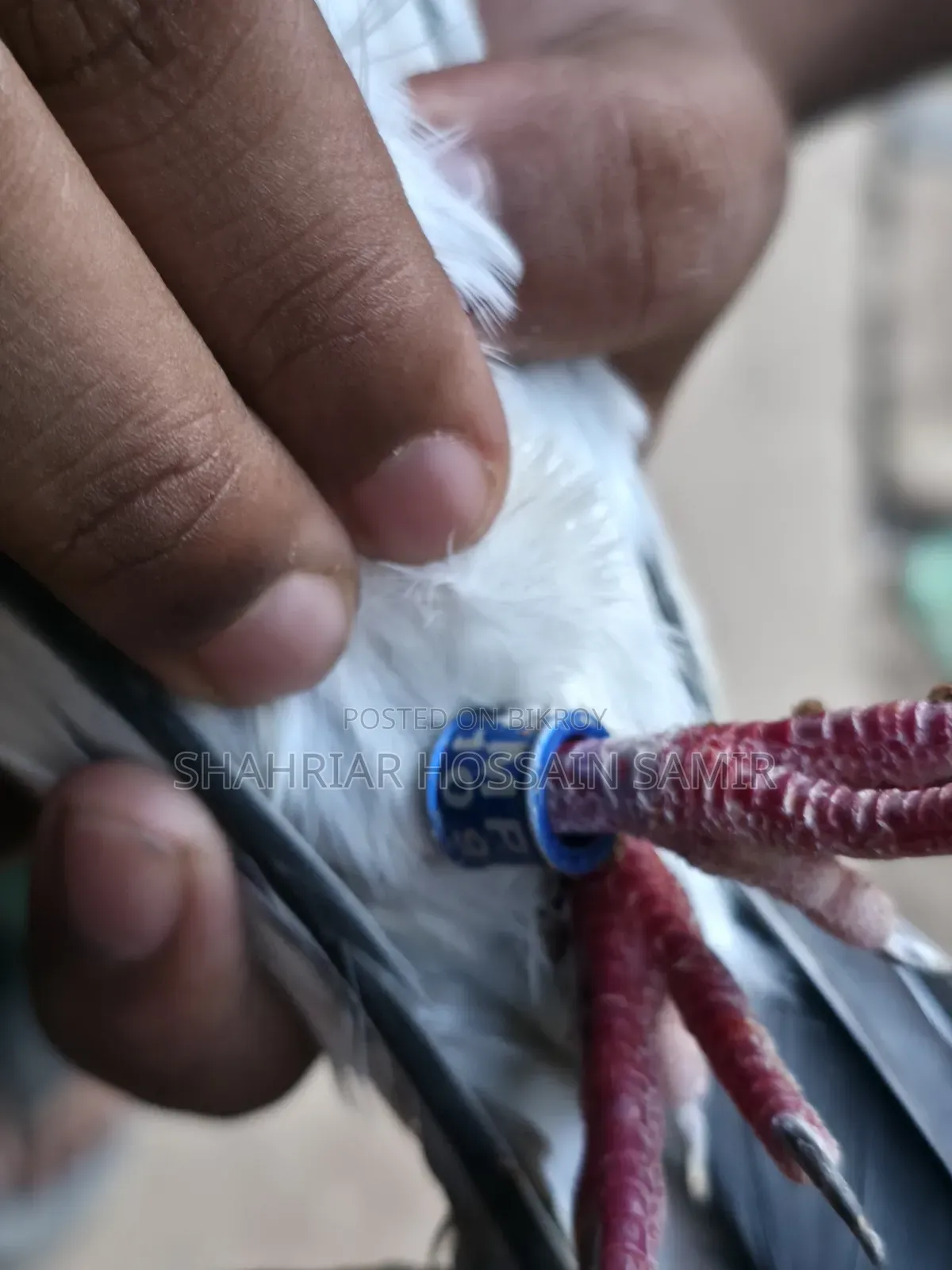 5 Pairs of Pigeons with Eggs and Chicks for Sale in Savar