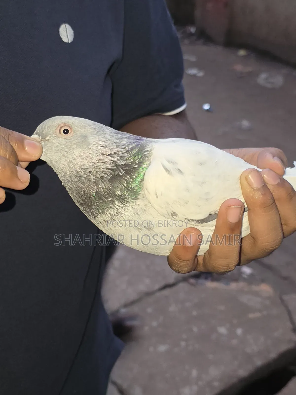 5 Pairs of Pigeons with Eggs and Chicks for Sale in Savar