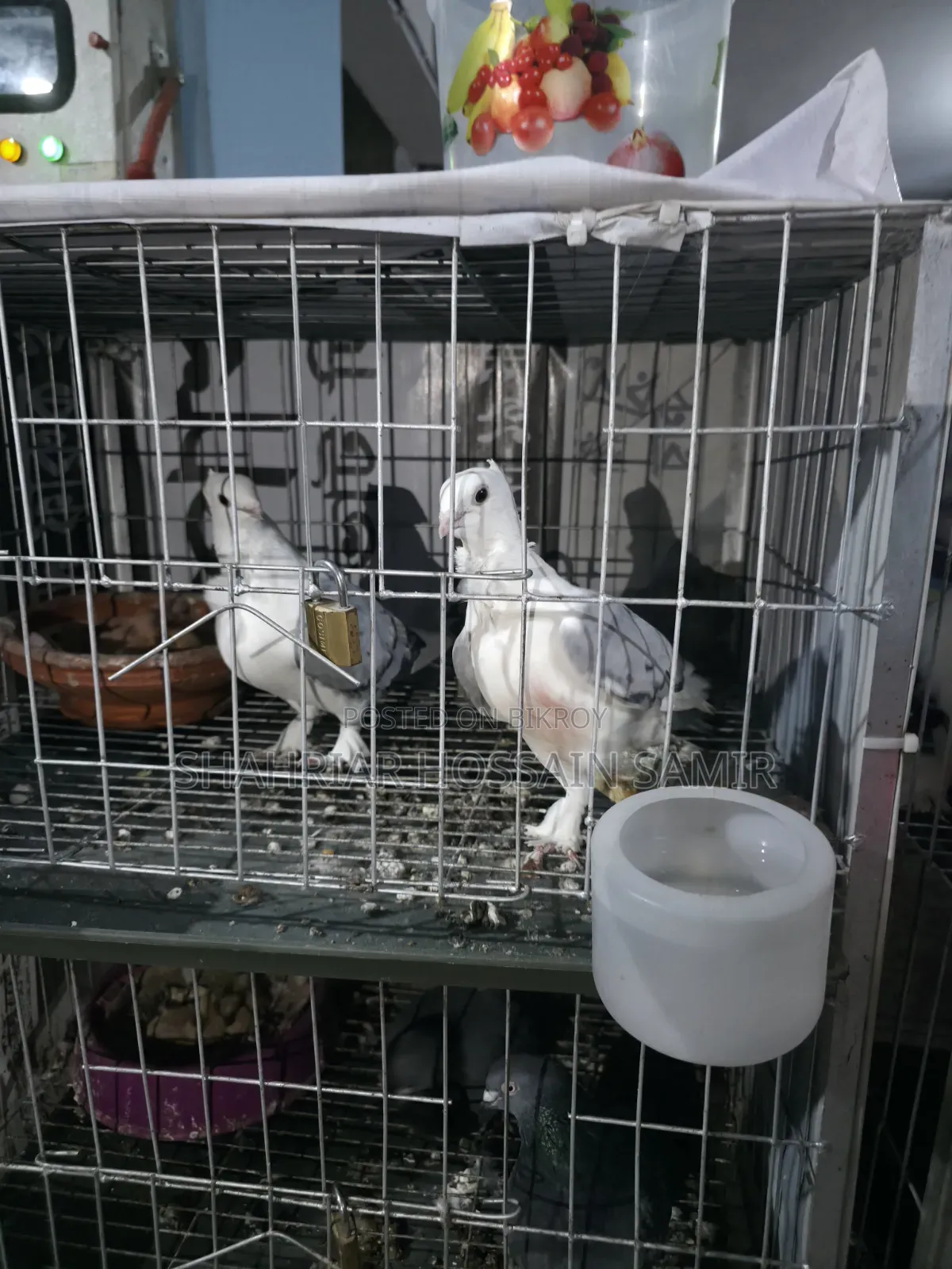 5 Pairs of Pigeons with Eggs and Chicks for Sale in Savar