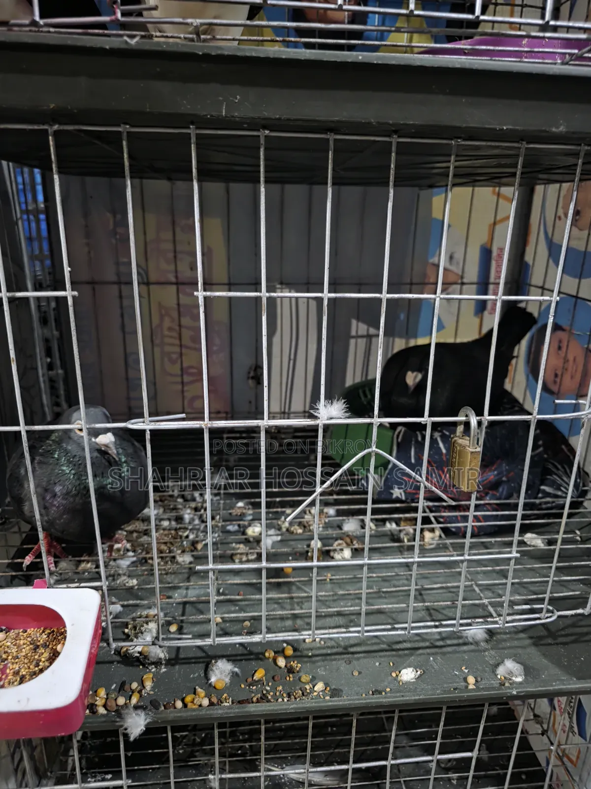 5 Pairs of Pigeons with Eggs and Chicks for Sale in Savar